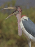 Marabou Stork Yawning (Leptoptilos Crumeniferus), Kenya Photographic Print by Arthur Morris