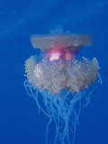 Crown Jellyfish (Netrostoma Setouchina), Red Sea, Egypt Lámina fotográfica por Reinhard Dirscherl Crown Jellyfish (Netrostoma Setouchina), Red Sea, Egypt Lámina fotográfica por Reinhard Dirscherl