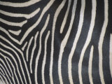 Close-Up of Grevy's Zebra Stripes, Equus Grevyi, Africa Photographic Print by John & Barbara Gerlach