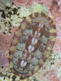 Red Chiton, Ischnochiton Ruber, also known as Tonicella Rubra, Maine, Usa, Atlantic Ocean Fotografie-Druck von Gustav W. Verderber