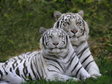White Bengal Tigers, Panthera Tigris, Asia Photographie par Adam Jones