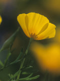 Mexican Gold Poppy, Eschscholzia Mexicana, Picacho Peak State Park, Arizona, USA Photographic Print by Gerald & Buff Corsi