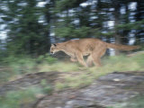 Cougar, Puma, or Mountain Lion Running, Felis Concolor, North America Photographic Print by Joe McDonald