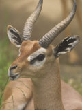 Buck Gerenuk Head, Litocranius Walleri, Samburu, Kenya, Africa Lámina fotográfica por Adam Jones Buck Gerenuk Head, Litocranius Walleri, Samburu, Kenya, Africa Lámina fotográfica por Adam Jones