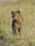 Spotted Hyena on the Savanna, Crocuta Crocuta, Masai Mara, Kenya, Africa Photographic Print by Adam Jones