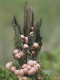 Mushrooms, Nectria Cinnabarina, Growing on a Mossy Decaying Stump, Ascomycetes, Germany, Europe Photographic Print by Fritz Polking
