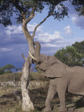 African Elephant with a Savanna Tree, Loxodonta Africana, Masai Mara Game Reserve, Kenya, Africa Photographic Print by Gerald & Buff Corsi