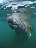 West Indian Manatee, Trichechus Manatus Latirostris, Usa, Florida, Fl, Everglades Photographic Print by Reinhard Dirscherl