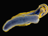 Nudibranchs Fotografisk tryk af Solvin Zankl Nudibranchs Fotografisk tryk af Solvin Zankl