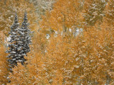 Little Cottonwood Canyon and Alta Basin in the Wasatch Mountains of Utah after Snowfall Photographic Print by Don Grall