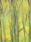 Little Bluestem Grass Leaves and Flowers, Andropogon Scoparius, North America Photographic Print by Adam Jones