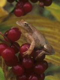 Spring Peeper on False Solomon Seal Berries., Hyla Crucifer, Smilacina Racemosa, North America Photographic Print by Gary Meszaros