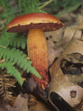 Frost's Bolete on the Forest Floor with Ferns and Leaf Litter (Boletus Frostii), North America Photographic Print by Rob & Ann Simpson