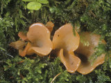 Apricot Jelly Mushroom, Tremiscus Helvelloides, North America Photographic Print by George Loun