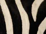 Zebra Stripe Pattern, East Africa Photographic Print by Arthur Morris