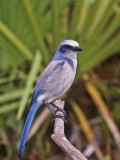 Florida Scrub Jay (Aphelocoma Coerulescens), Florida Keys, USA Photographie par Arthur Morris