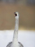 Whooper Swan Calling (Cygnus) Photographic Print by John Cornell