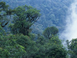The Tangkoko Rainforest Is the Home of the Celebes Crested Macaque Photographic Print by Solvin Zankl