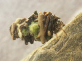 Caddisfly Cased Larva (Limnephilus Infernalis), Maine, USA Photographie par Thomas Ames Jr.