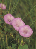Morning Glory (Ipomoea Trichocarpa), Florida, USA Lámina fotográfica por Leroy Simon Morning Glory (Ipomoea Trichocarpa), Florida, USA Lámina fotográfica por Leroy Simon