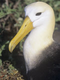 Waved Albatross Head, Diomedea Irrorata, an Endemic Species to the Galapagos Islands, Ecuador Lámina fotográfica por Gerald & Buff Corsi Waved Albatross Head, Diomedea Irrorata, an Endemic Species to the Galapagos Islands, Ecuador Lámina fotográfica por Gerald & Buff Corsi