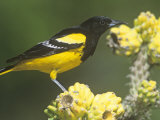 Male Scott's Oriole (Icterus Parisorum) on Cholla Cactus, Southwestern USA Photographie par Steve Maslowski