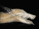 3D Mri Scan of a Wolf Head Photographic Print