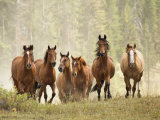 Horses on Ranch in Montana During Roundup Photographie par Adam Jones