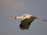 Yellow-Billed Stork Flying, Mycteria Ibis, Nakuru National Park, Kenya, Africa Photographic Print by Arthur Morris