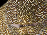 Whitemouth Moray Eel Head (Gymnothorax Meleagris), Hawaii, USA Photographie par David Fleetham