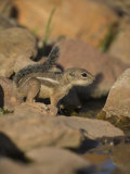 Harris Antelope Squirrel Photographic Print by Jack Michanowski