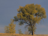 Black Cottonwood Tree in Fall Colors, Populus Trichocarpa, Western North America Photographic Print by Jack Ballard