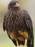 Striated Caracara, Phalcoboenus Australis, Falkland Islands Photographic Print by Gerald & Buff Corsi