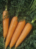 Carrots are Vegetables with a Tap Root (Daucus Carota) Photographic Print by Wally Eberhart