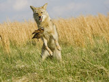 Coyote (Canis Latrans) Capturing Bobwhite Quail Prey, North America Photographie par Steve Maslowski