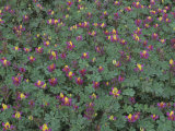 Harlequin Lupines, Lupinus Stiversii, California, USA Photographic Print by John & Barbara Gerlach