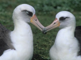 A Pair of Laysan Albatrosses, Diomedea Immutabilis, Midway Atoll National Wildlife Refuge, USA Photographie par John & Barbara Gerlach