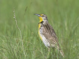 Western Meadowlark in Prairie Grasses (Sturnella Neglecta), North America Photographic Print by Steve Maslowski