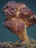 False Morel or Beefsteak Mushroom, Gyromitra Esculenta, Ascomycetes, North America Photographic Print by Ken Wagner