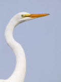 Great Egret Juvenile (Ardea Alba), Southern USA Photographic Print by Arthur Morris