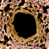 A Bronchiole and Numerous Alveoli in the Lung Photographic Print by David Phillips