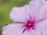 Rosy Periwinkle Photographie