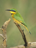 Little Bee Eater, Merops Pusillus, Nairobi National Park, Kenya, Africa Photographic Print by Adam Jones