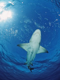 Lemon Shark, Negaprion Brevirostris, Bahamas, Grand Bahama Island, Atlantic Ocean Photographic Print by Reinhard Dirscherl