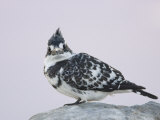 Pied Kingfisher at Sunset, Ceryle Rudis, Lake Naivasha, Kenya, Africa Photographie par Arthur Morris