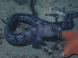 Juvenile Wolf Eel, Anarrhichthys Ocellatus, California, USA Fotografie-Druck von Daniel Gotshall