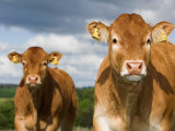 Faces of Limousin Calves with Ear Tags for Identification, England Photographie par Wayne Hutchinson