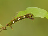 Moth Caterpillar Third Instar Eating a Leaf (Adeloneivaia Jason). Ecuador Photographic Print by Leroy Simon