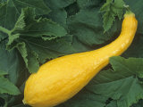 Yellow Crookneck Summer Squash Photographic Print by Wally Eberhart