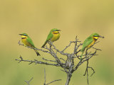 Little Bee-Eaters, One with Insect Prey in its Bill, Merops Pusillus, Masai Mara, Kenya, Africa Photographie par John & Barbara Gerlach